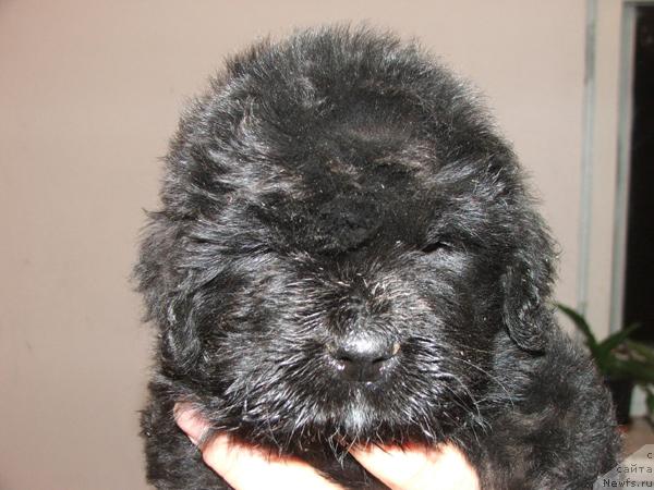 Фото: ньюфаундленд Plyushevaya Panda Osennyaya Simfoniya (Плюшевая Панда Осенняя Симфония)