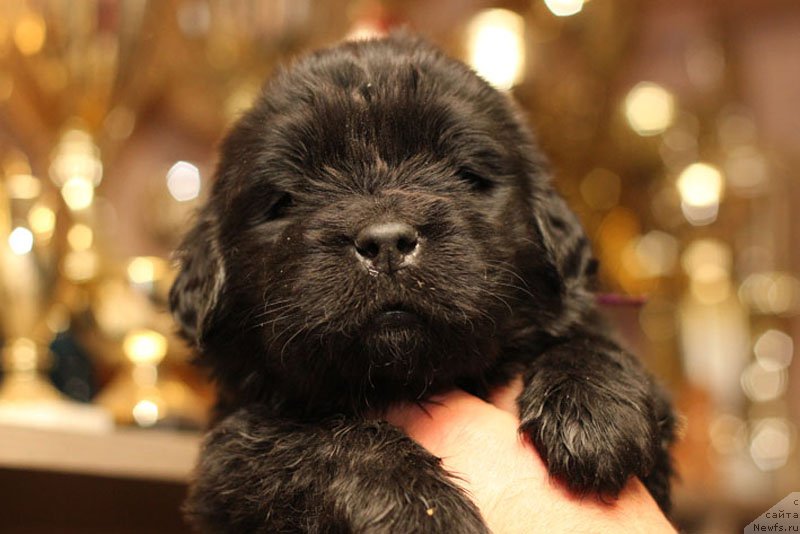 Фото: ньюфаундленд Zdorovyak s Berega Dona (Здоровяк с Берега Дона)