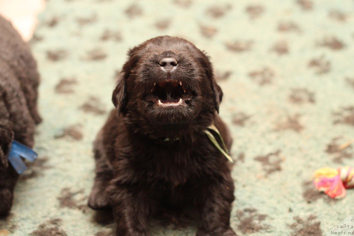 Фото: ньюфаундленд Znak Sudyby s Berega Dona (Знак Судьбы с Берега Дона)