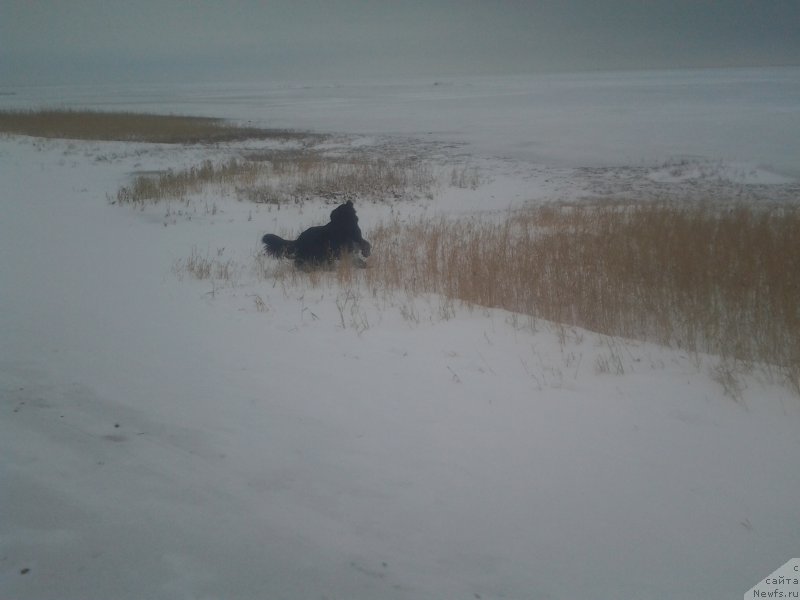 Фото: ньюфаундленд Yalianna s Berega Dona (Ялианна с Берега Дона)
