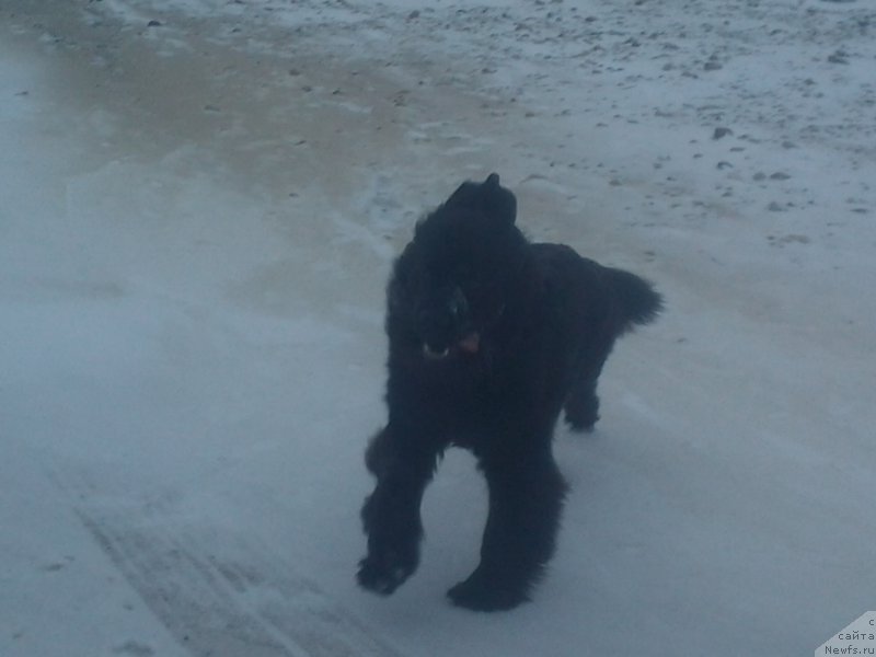 Фото: ньюфаундленд Yalianna s Berega Dona (Ялианна с Берега Дона)