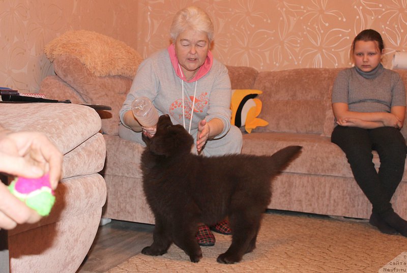 Фото: ньюфаундленд Braunblad MSK Sidni Svitin Sanlayt (Браунблад МСК Сидни Свитин Санлайт)