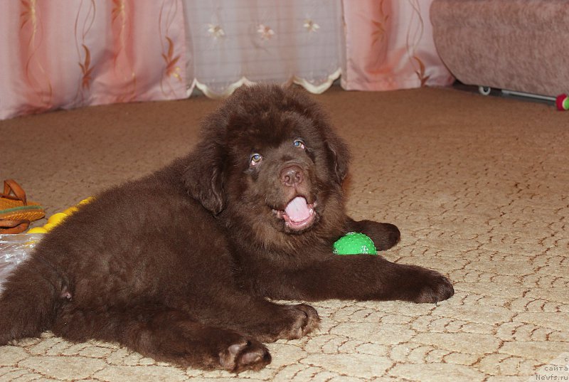 Фото: ньюфаундленд Braunblad MSK Sidni Svitin Sanlayt (Браунблад МСК Сидни Свитин Санлайт)