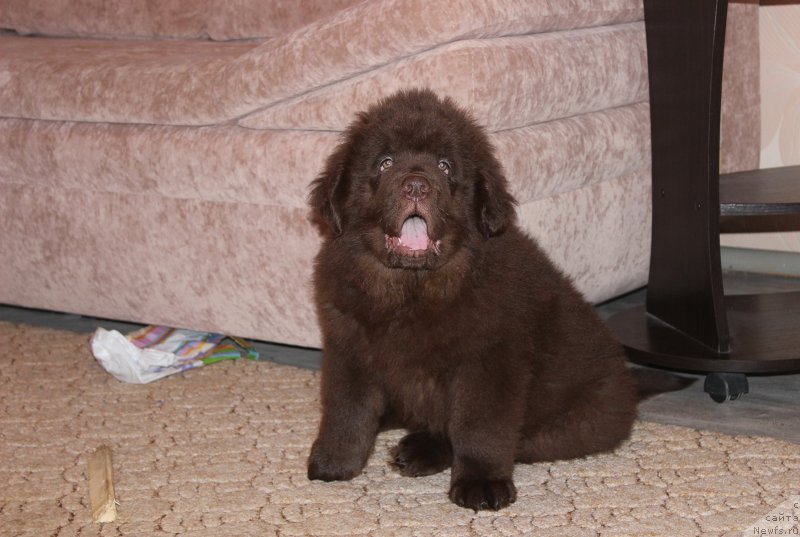 Фото: ньюфаундленд Braunblad MSK Sidni Svitin Sanlayt (Браунблад МСК Сидни Свитин Санлайт)