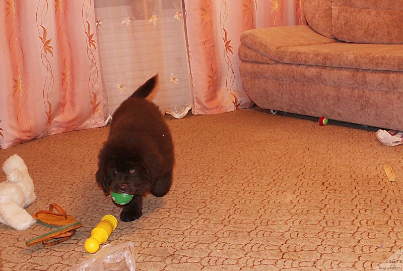 Фото: ньюфаундленд Braunblad MSK Sidni Svitin Sanlayt (Браунблад МСК Сидни Свитин Санлайт)