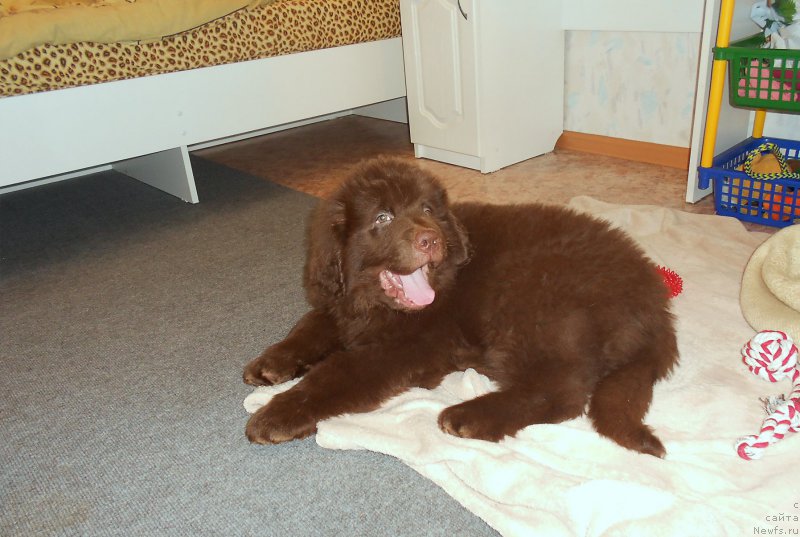 Фото: ньюфаундленд Braunblad MSK Saylas Soul Drim (Браунблад МСК Сайлас Соул Дрим)