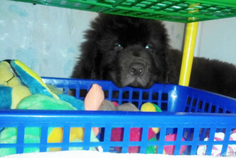 Фото: ньюфаундленд Braunblad MSK Saylas Soul Drim (Браунблад МСК Сайлас Соул Дрим)