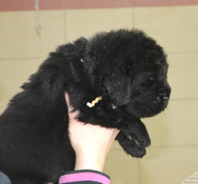 Фото: Щенки от, ньюфаундленд Likefather Like Son Midnight Bear, и, ньюфаундленд She is  Father's Favourite Midnight Bear