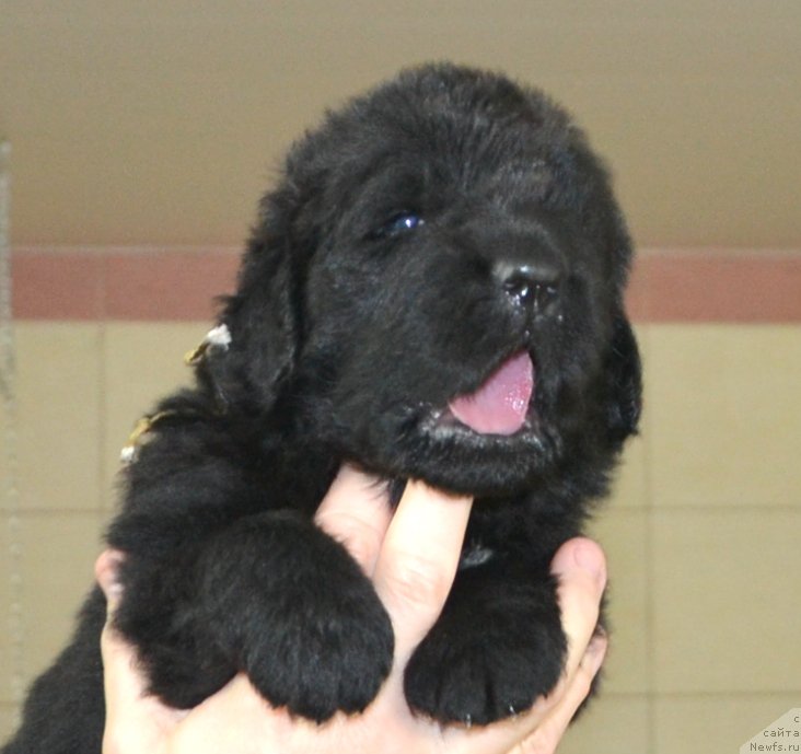 Фото: Щенки от, ньюфаундленд Likefather Like Son Midnight Bear, и, ньюфаундленд She is  Father's Favourite Midnight Bear