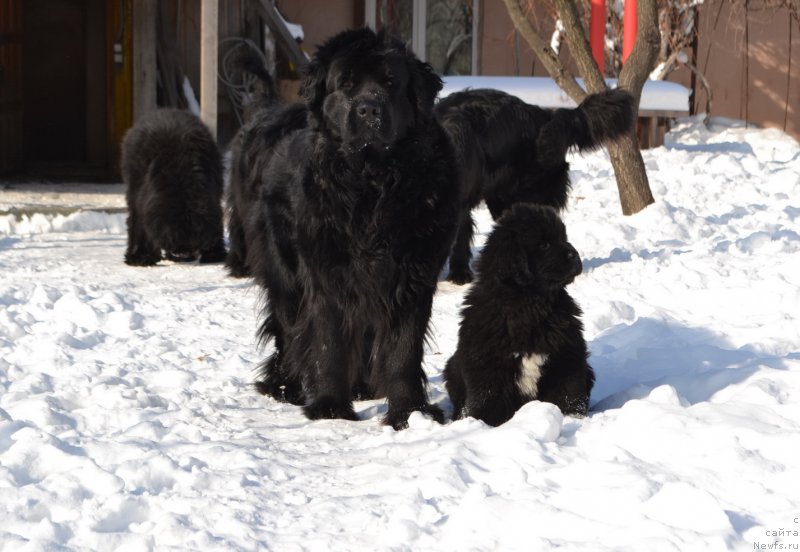 Фото: ньюфаундленд Talisman Morya Magiya Voln (Талисман Моря Магия Волн), ньюфаундленд Talisman Morya La-Valetta (Талисман Моря Ла-Валетта)