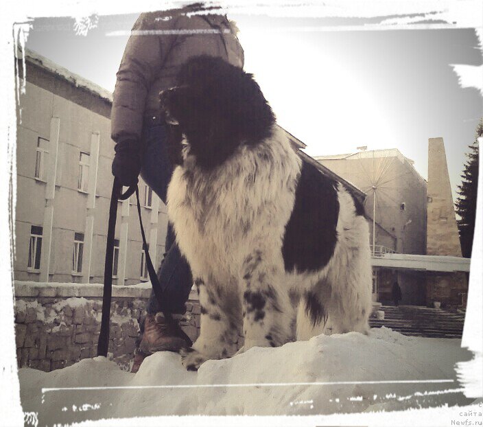 Фото: ньюфаундленд Vargas de la Massa Armando (Варгас Де Ла Масса Армандо)