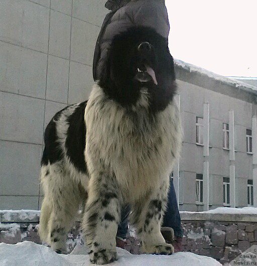 Фото: ньюфаундленд Vargas de la Massa Armando (Варгас Де Ла Масса Армандо)