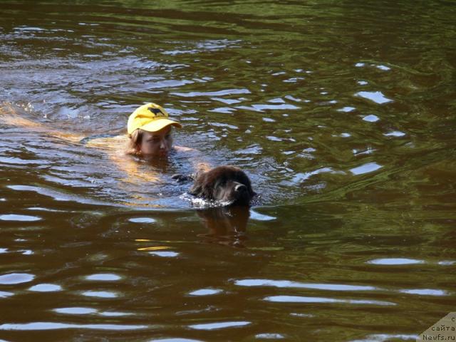 Фото: ньюфаундленд Amazonka YEmi CHardishik (Амазонка Эми Чардишик)
