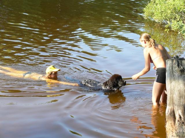 Фото: ньюфаундленд Amazonka YEmi CHardishik (Амазонка Эми Чардишик), Anastasiya Loskutova (Анастасия Лоскутова)