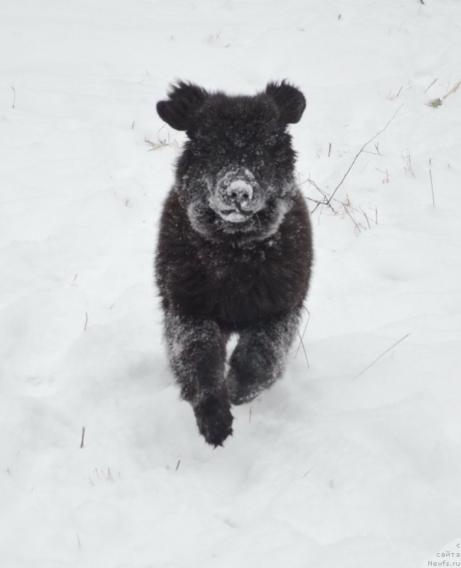 Фото: ньюфаундленд CHernyiy Balu Zahar (Черный Балу Захар)