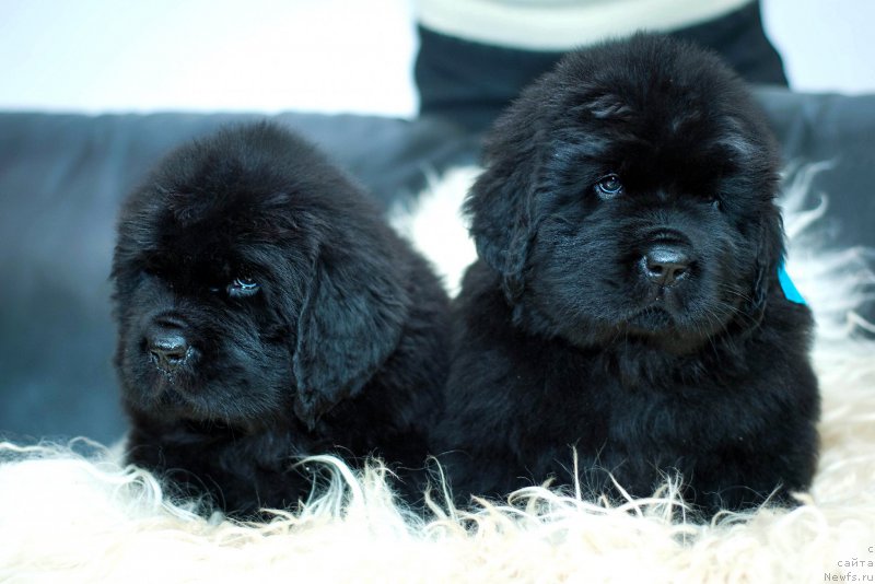 Фотография № 200851