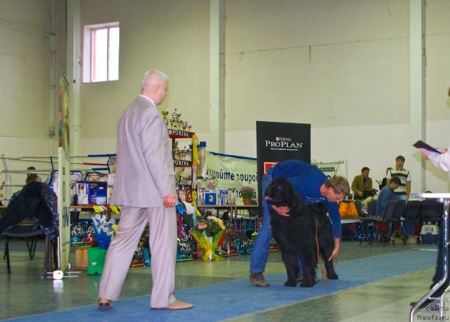 Фото: ньюфаундленд YEra Grand Margarita Navarskaya (Эра Гранд Маргарита Наварская)