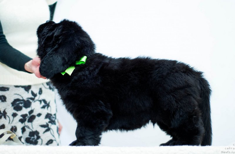 Фото: Зеленая лента, 5 недель