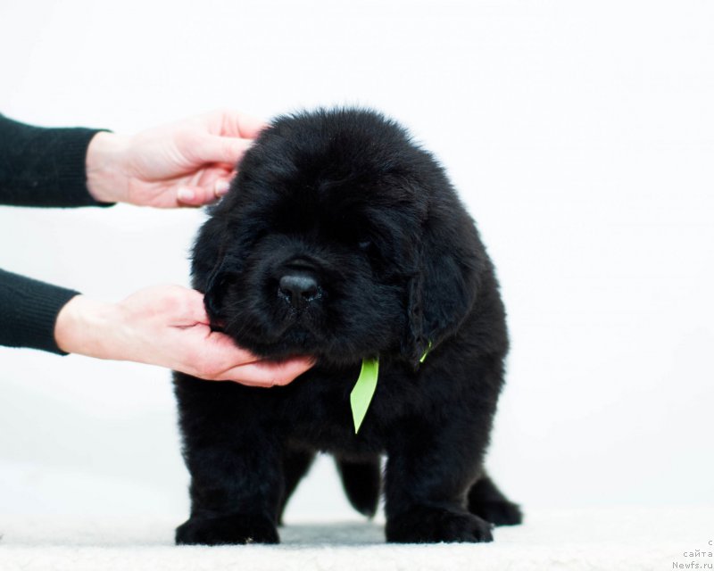 Фотография № 200880