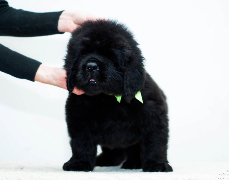 Фотография № 200881