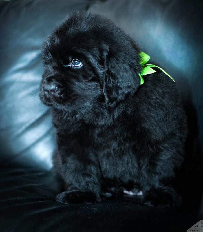 Фотография № 200882