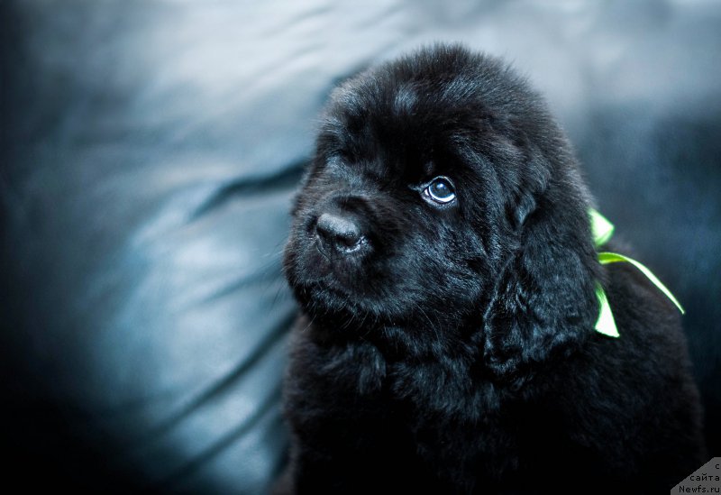 Фотография № 200883