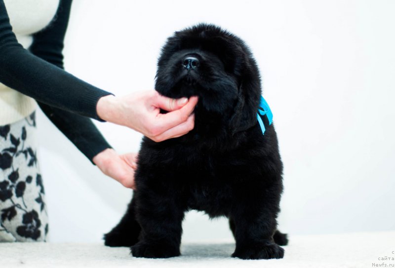 Фотография № 200886