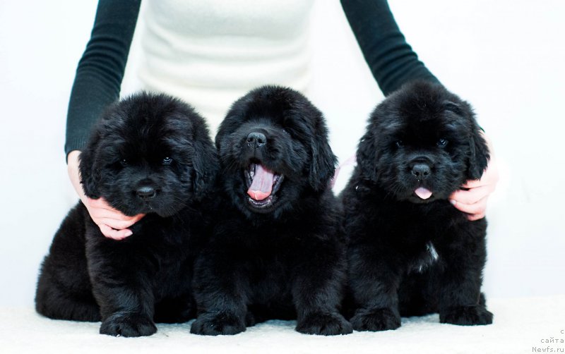 Фотография № 200888