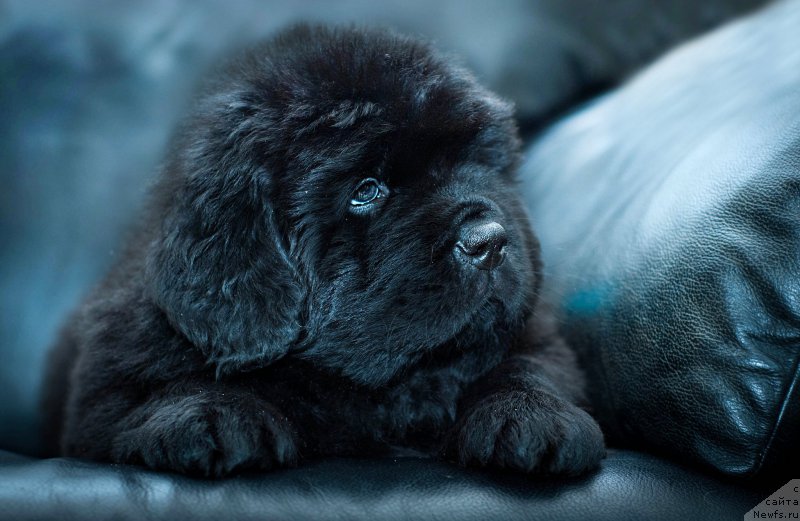 Фотография № 200889