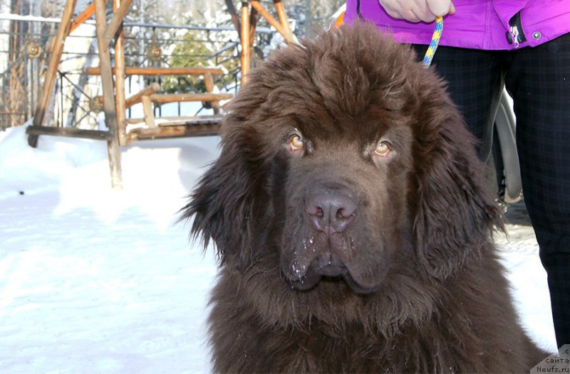 Фото: ньюфаундленд Super Bizon Otis Tobias (Супер Бизон Отис Тобиас)