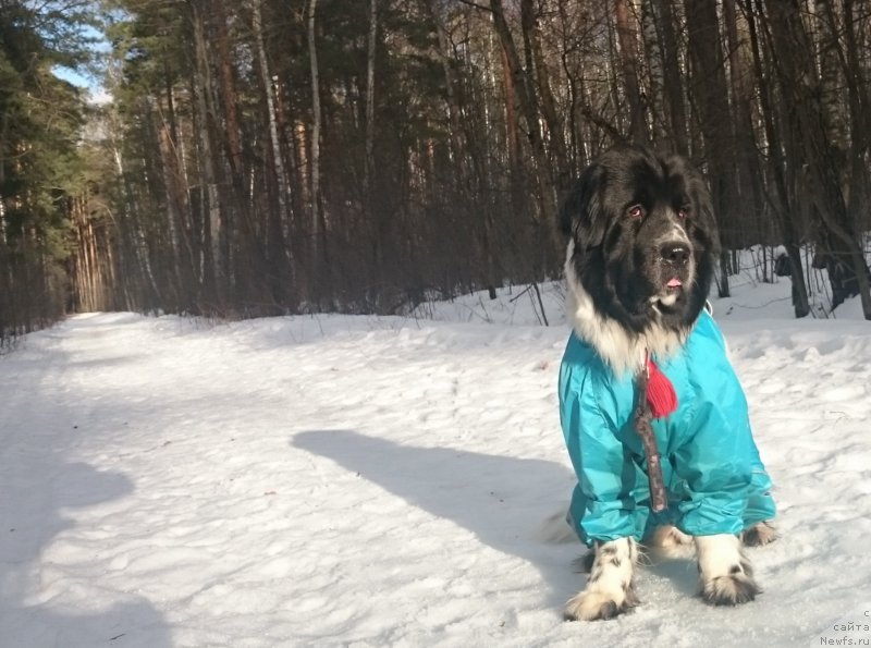 Фото: ньюфаундленд Sent Djons Isida (Сент Джонс Исида)