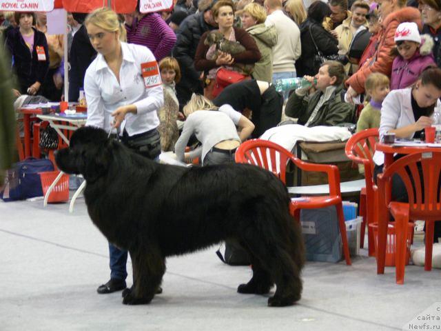 Фото: Aleksandra Ivashova (Александра Ивашова), ньюфаундленд O Black Diamond Little Bear (О Блек Диамонд Литтл Беар)