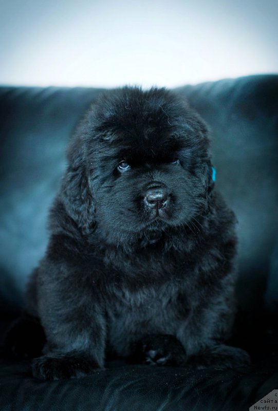 Фотография № 200905