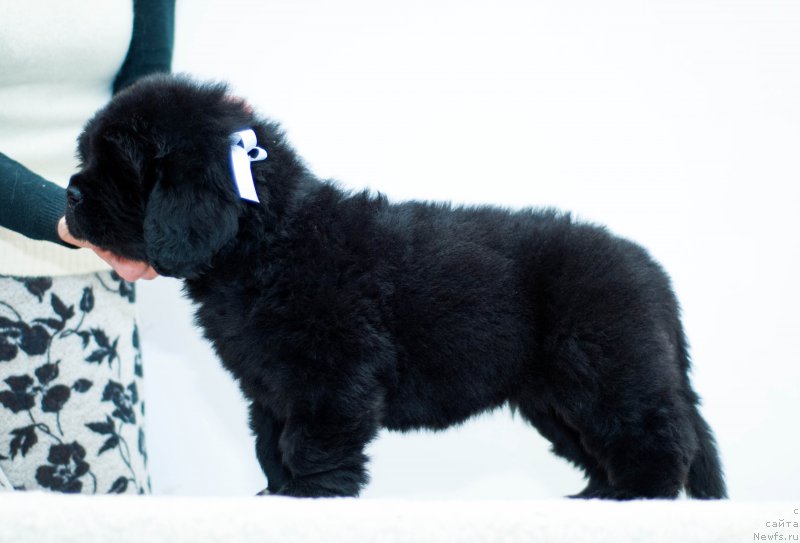 Фотография № 200912