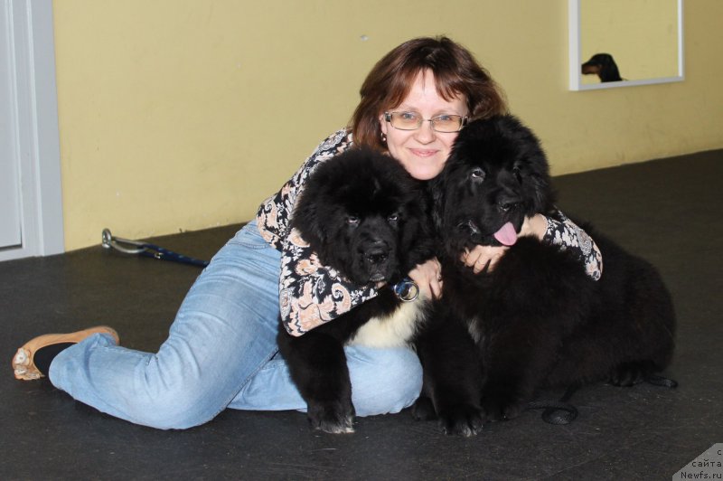 Фото: ньюфаундленд Smigar Ball of Fire (Смигар Бол ов Файа), ньюфаундленд Smigar Bon Jovi (Смигар Бон Джови)