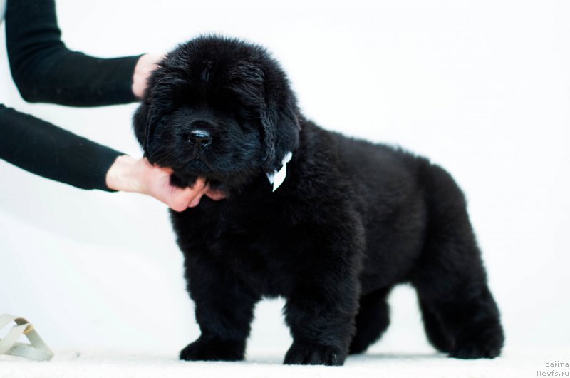 Фотография № 200920