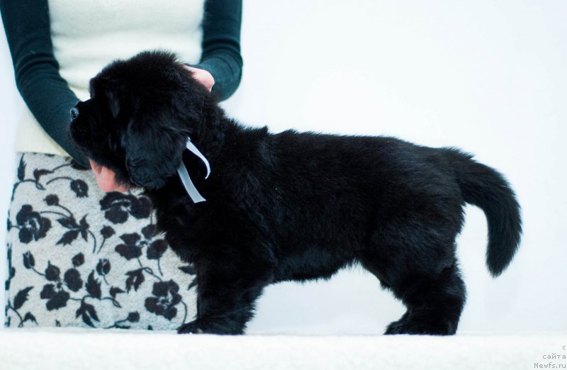 Фотография № 200926