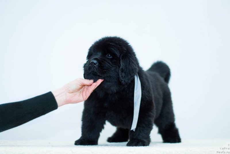 Фотография № 200933