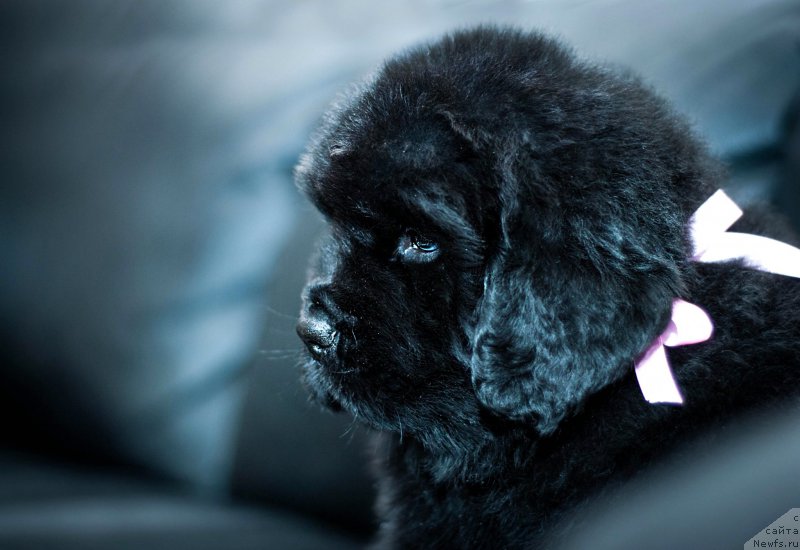 Фотография № 200949