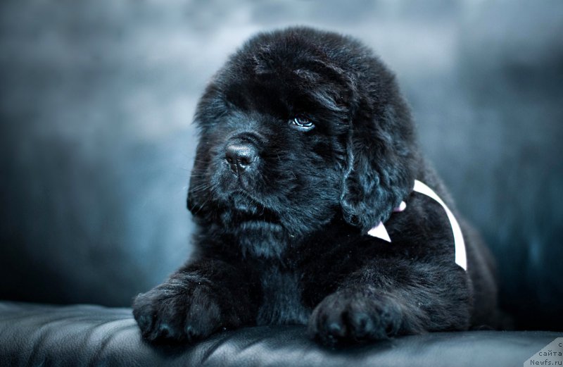 Фотография № 200952