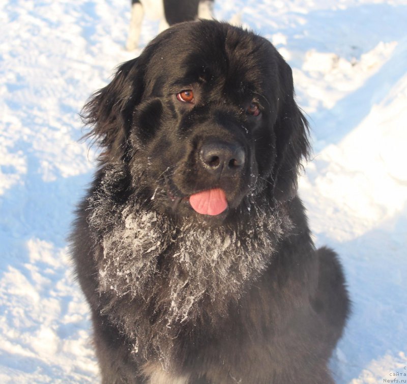 Фото: ньюфаундленд Piternyuf Armada (Питерньюф Армада)