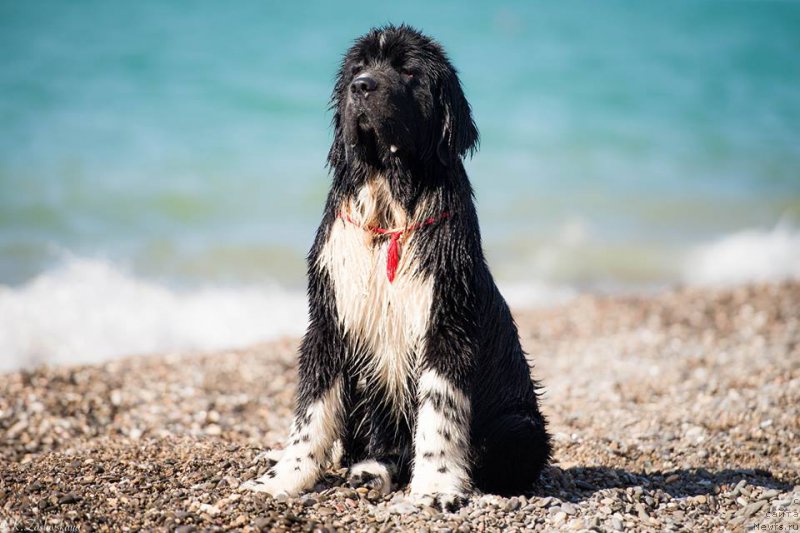 Фото: ньюфаундленд Aquatoriya Kelvin Domino (Акватория Келвин Домино)