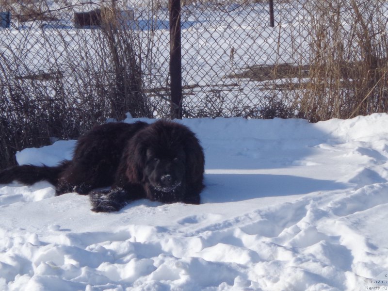 Фото: ньюфаундленд Super Premium Uolt Disneu (Супер Премиум Уолт Диснеу)