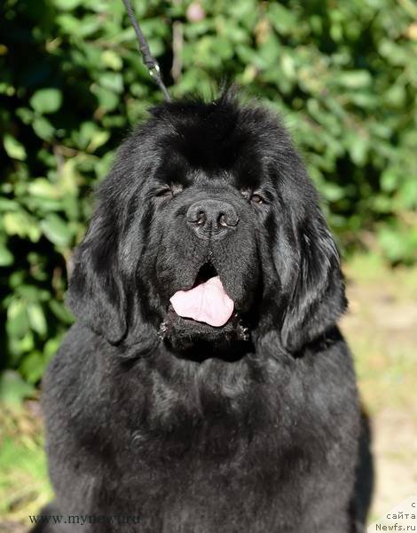 Фото: ньюфаундленд Sent Djons Bekoz Ay Love YU (Сент Джонс Бекоз Ай Лове Ю)