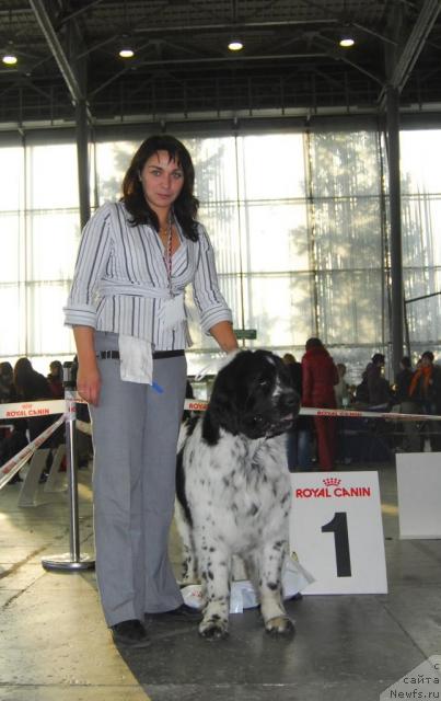 Фото: ньюфаундленд Mag Ispolin Carte Blanche for Piternyuf (Маг Исполин Карте Бланч фор Питерньюф)