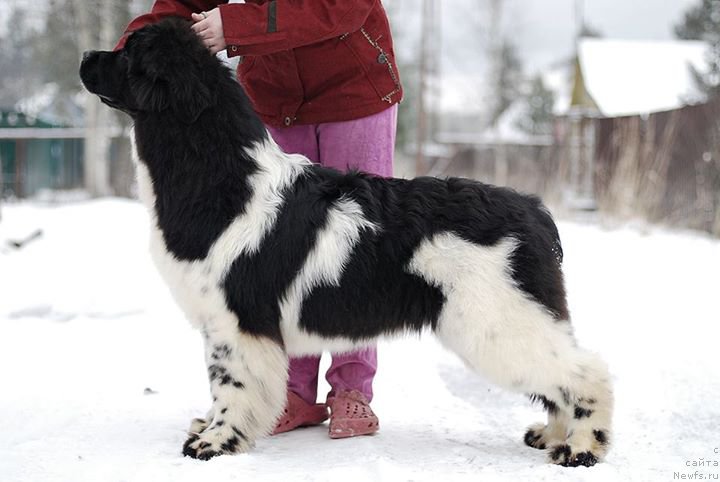Фото: ньюфаундленд Flyufi Avalanch Barselona (Флюфи Аваланч Барселона)