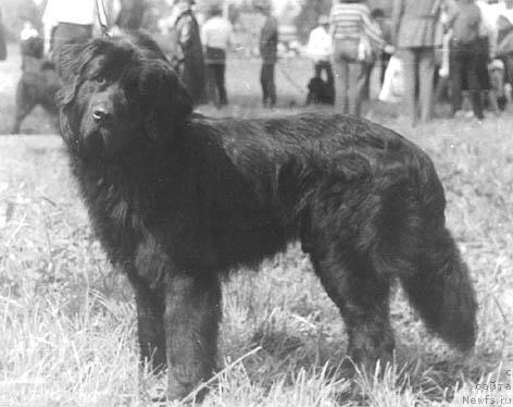Фото: ньюфаундленд Namar Grimo (Намар Гримо)