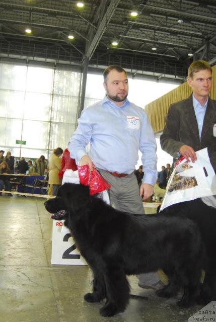 Фото: ньюфаундленд Potap Paris (Потап Парис)