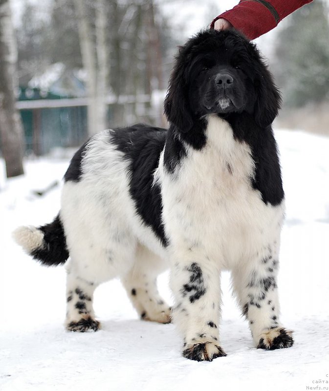 Фото: ньюфаундленд Flyufi Avalanch Barselona (Флюфи Аваланч Барселона)
