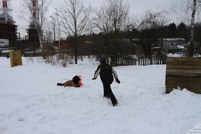 Фото: Aleksandra Fetisova (Александра Фетисова), ньюфаундленд Beguschaya po Volnam Foget Mi Not (Бегущая по Волнам Фогет Ми Нот)
